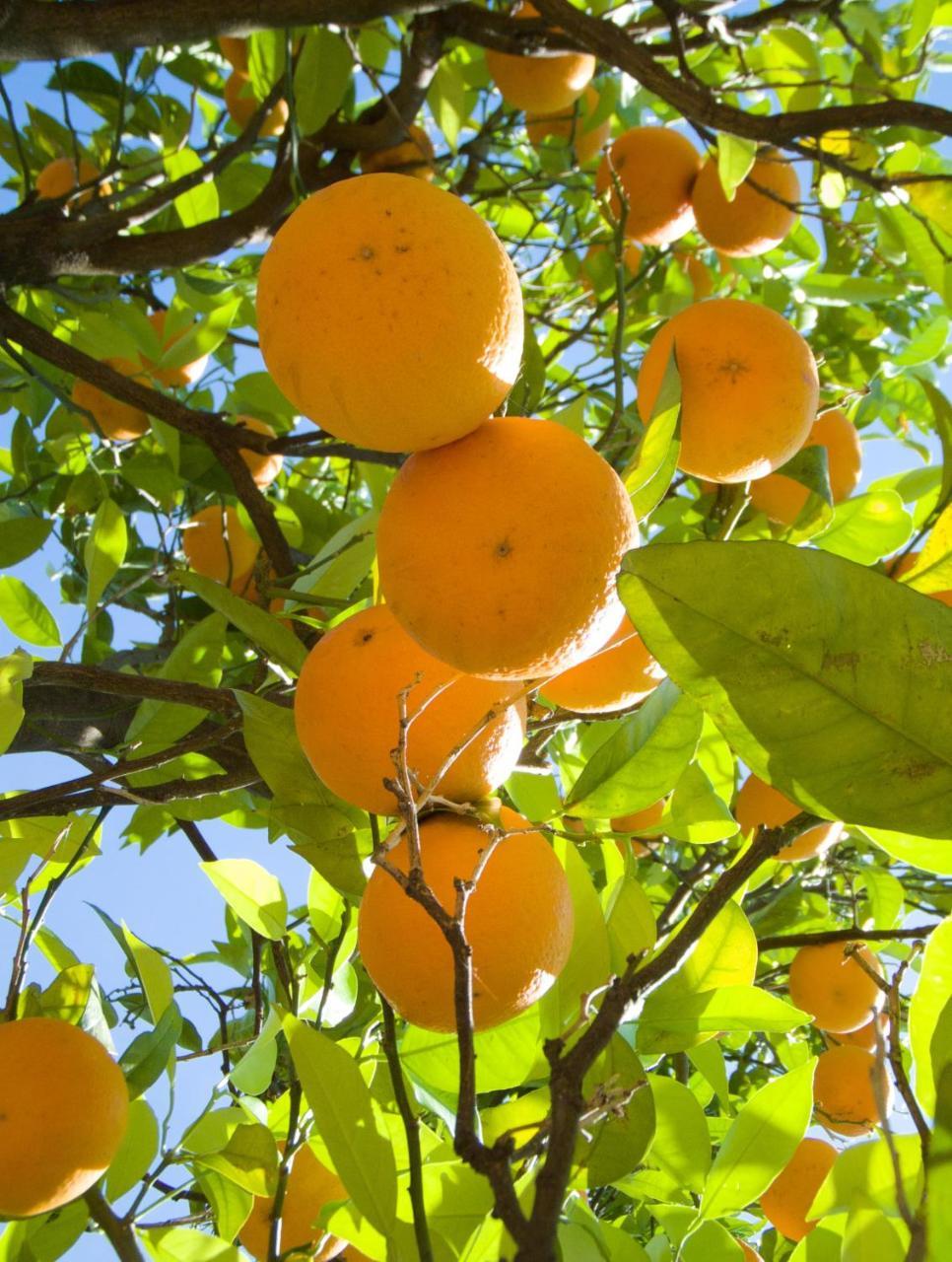 הוילה I Giardini Di Cataldo סורנטו מראה חיצוני תמונה