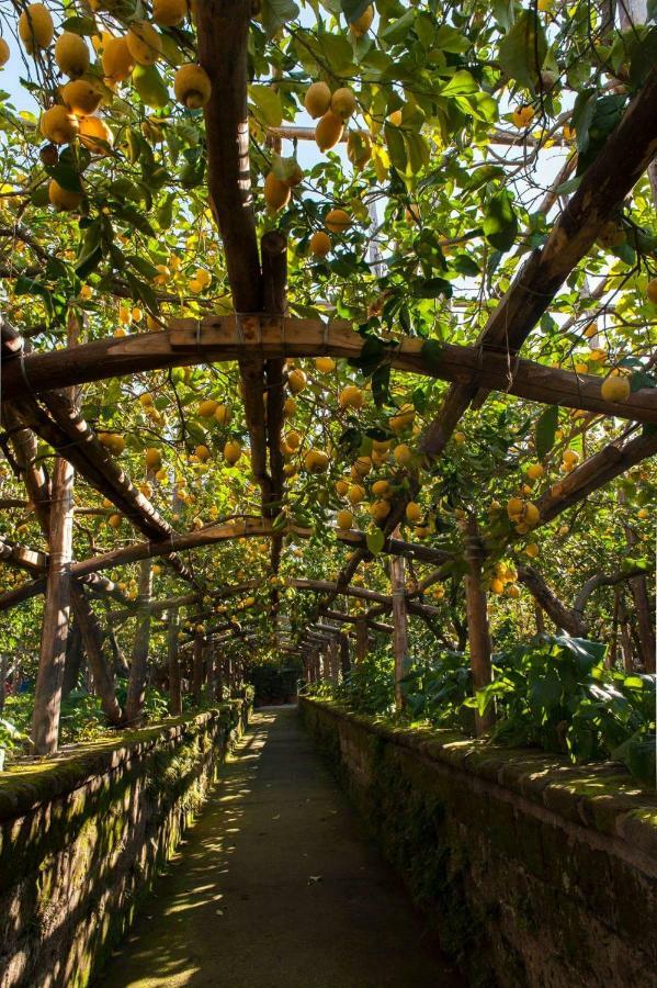 הוילה I Giardini Di Cataldo סורנטו מראה חיצוני תמונה